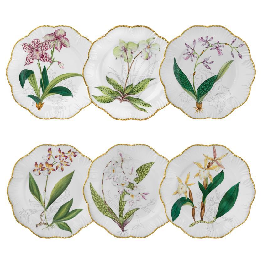 Histoires d'Orchidées