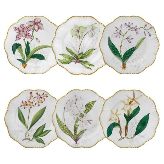 Histoires d'Orchidées